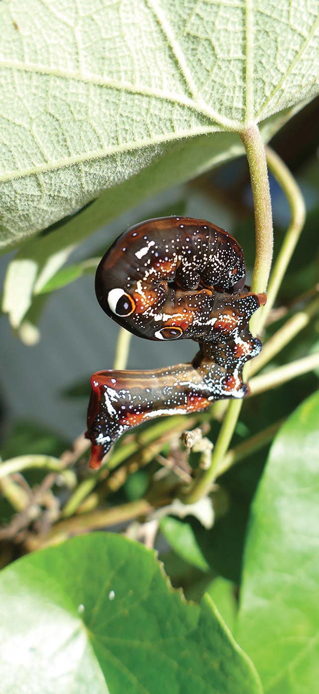Defensive posture of the Fruit-piercing Moth Caterpillar