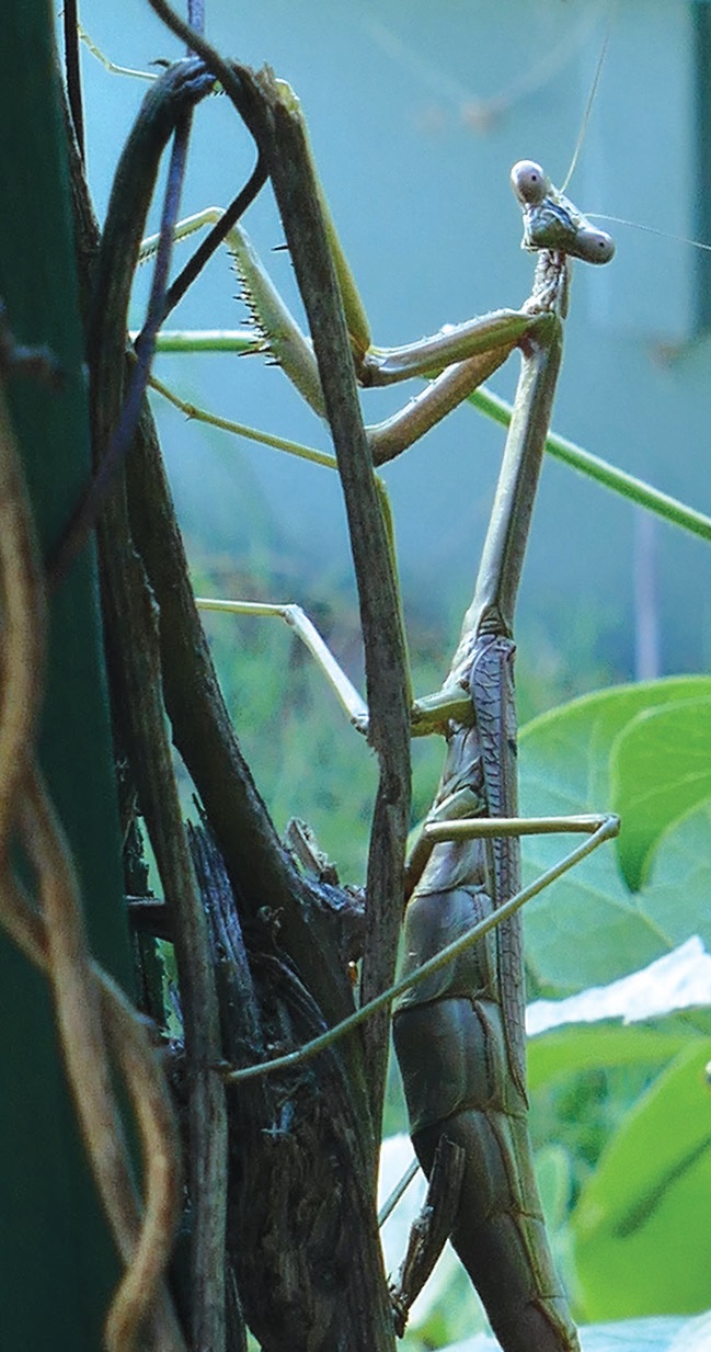 Female Large Brown Mantid Archimantis latistyla