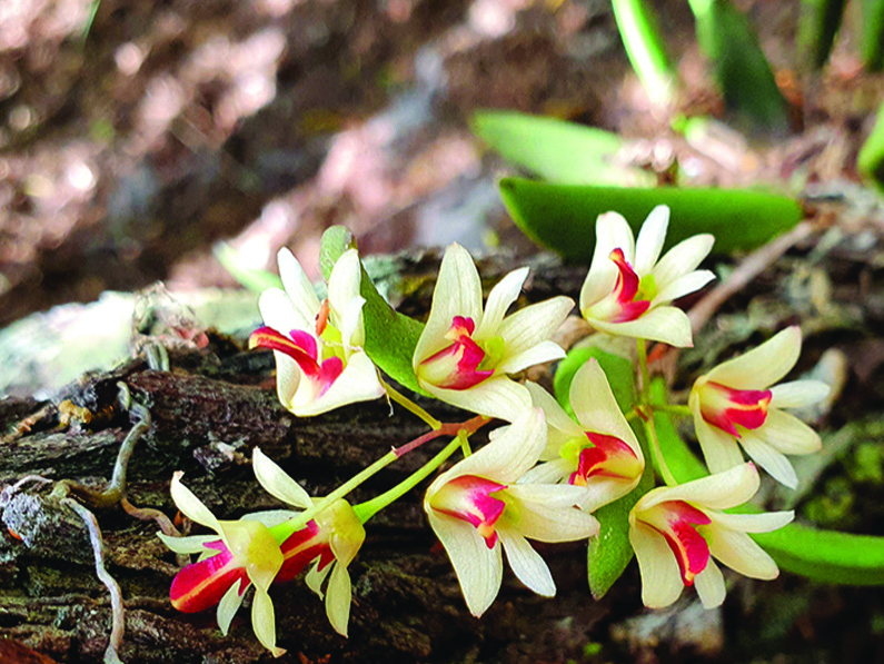 Dendrobium rigidum – Smooth tongue orchid
