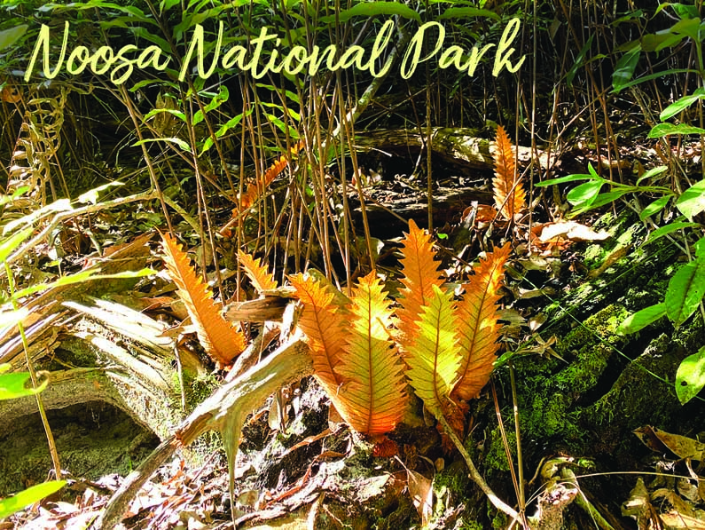Noosa National Park