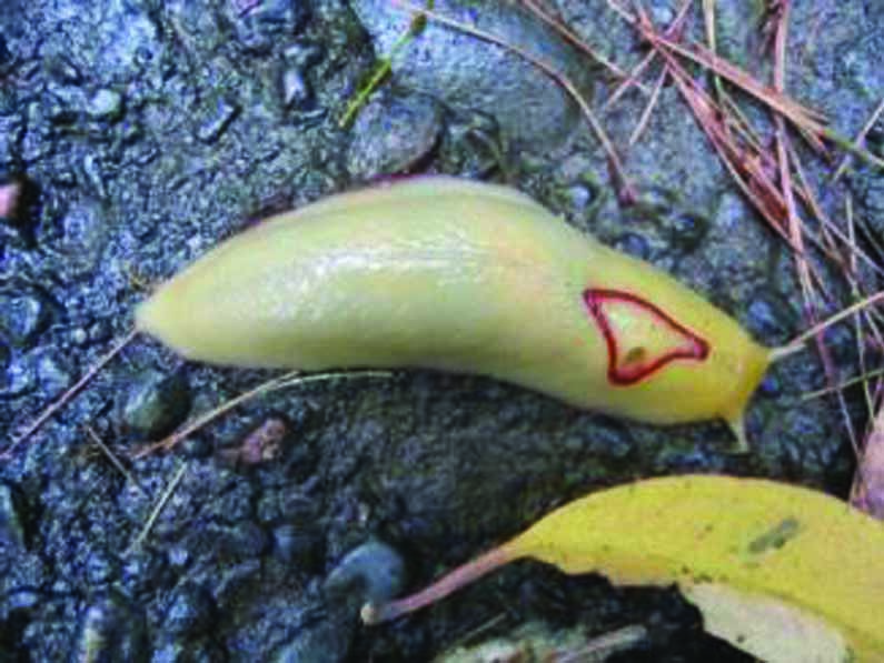 Triangle Slug at Mount Coolum