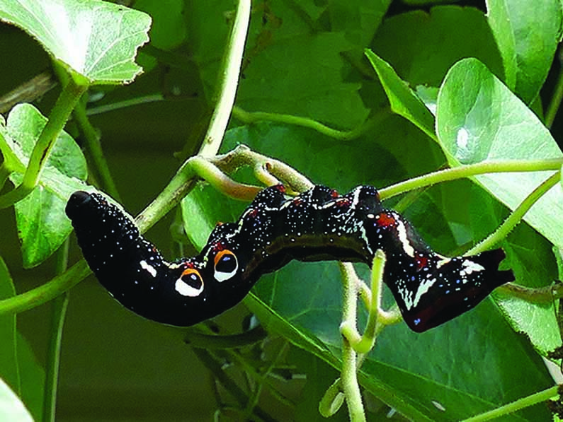 Snake Vine Caterpillar of Eudocima fullonia