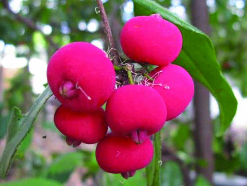 Rainforest Cherry – Syzygium fibrosum