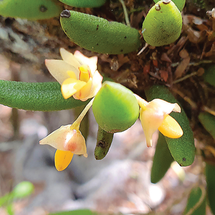 Dendrobium rigidum yellow