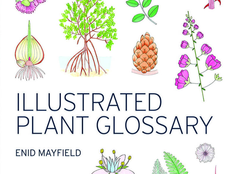 Book Review: Illustrated Plant Glossary