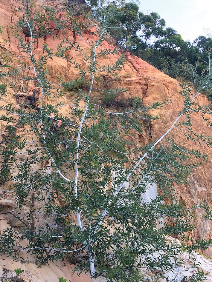 Acacia racospermoides