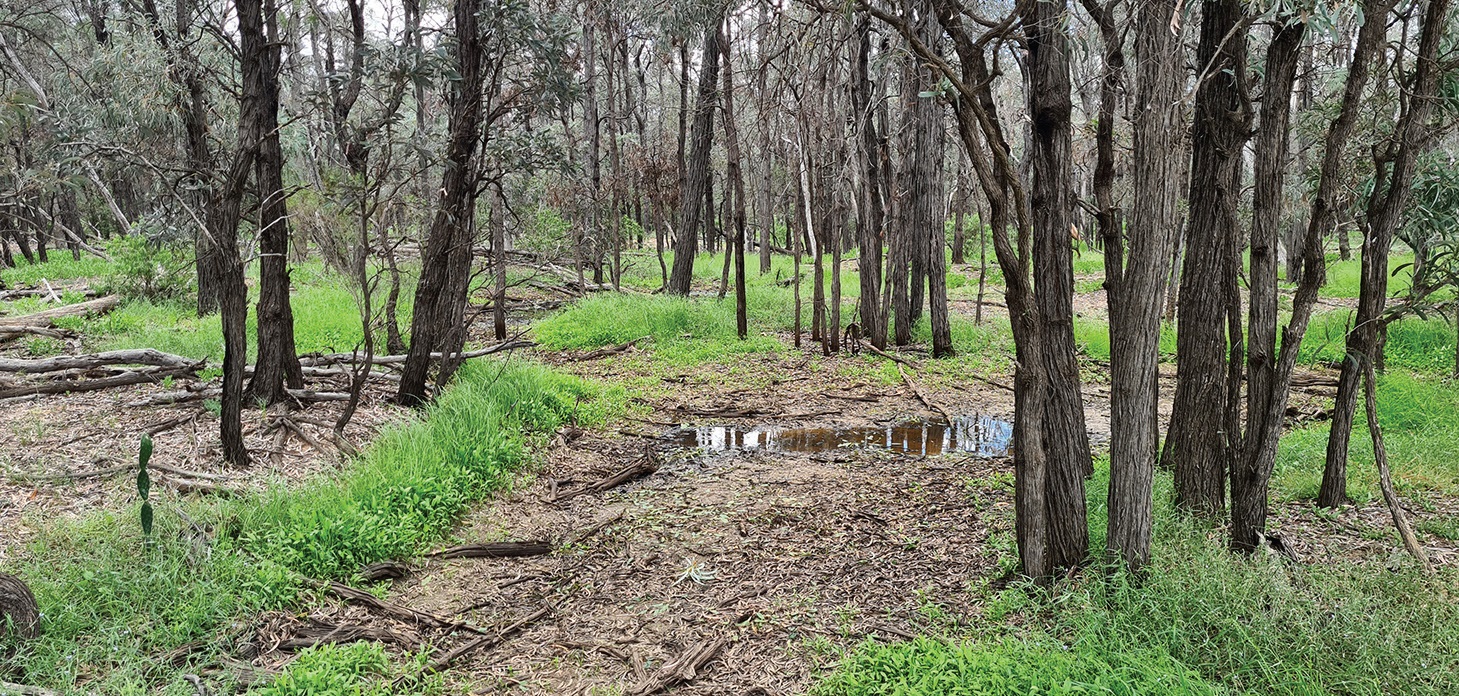 After recent rains, the Reserve is green throughout