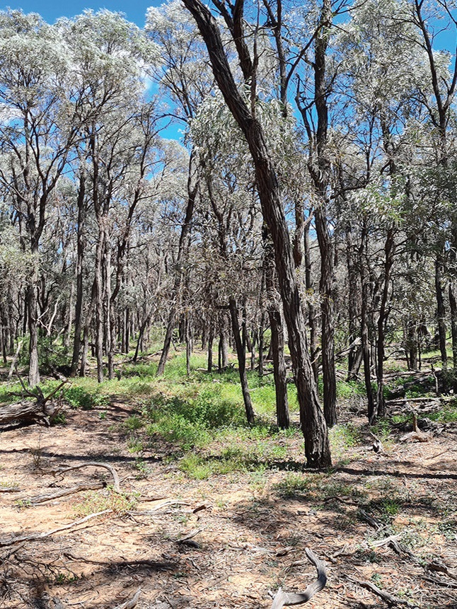 Brigalow trees dominate the Hannaford Government Reserve