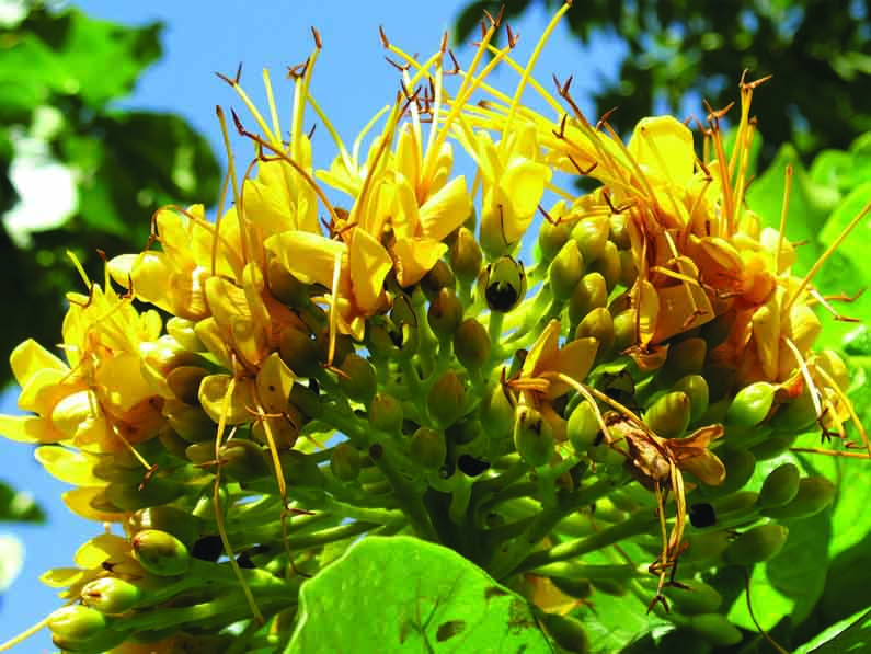 Deplanchea tetraphylla – Golden Bouquet Tree