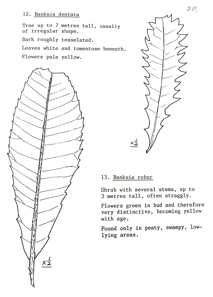 Illustrations by Ann Radke of Banksia robur and B. dentata leaves