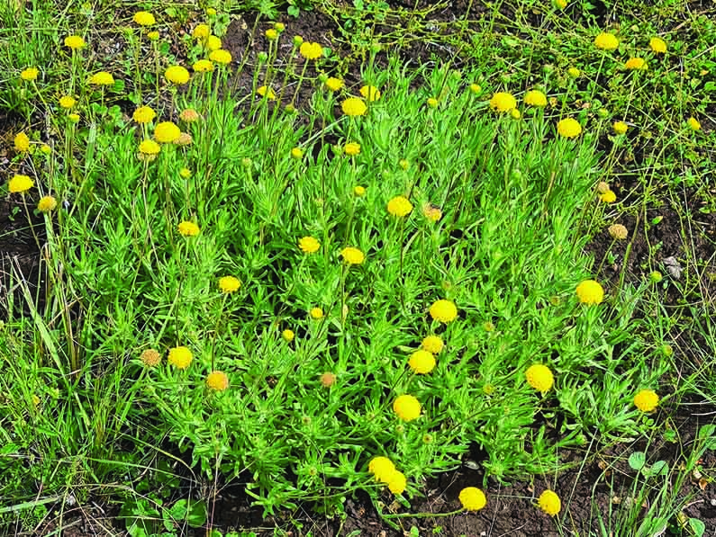 Leiocarpa brevicompta – Plains Plover Daisy