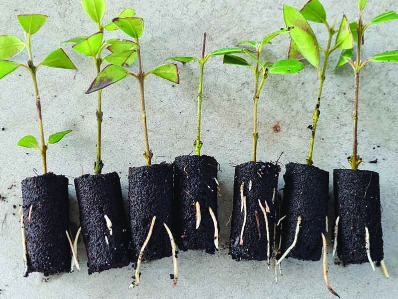 A Recommended Method to Propagate from Cuttings