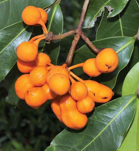Melodorum leichhardtii fruit