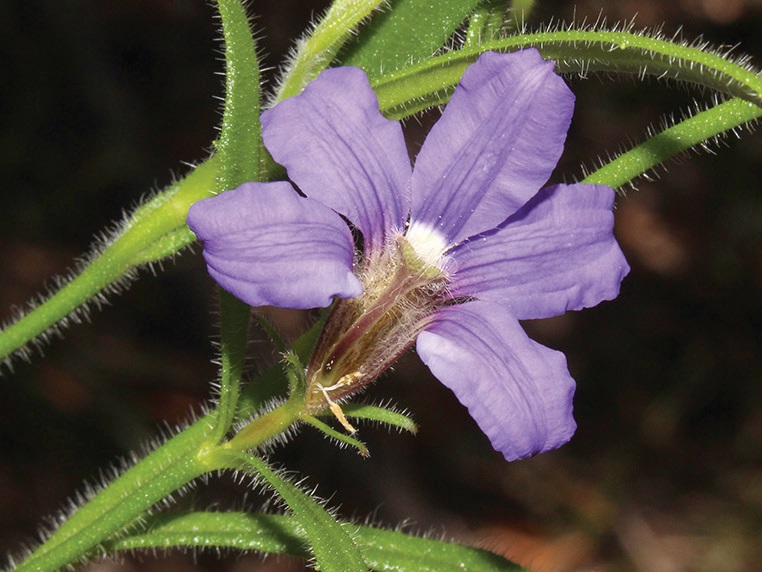 Scaevola ramosissima Hairy Fan Flower