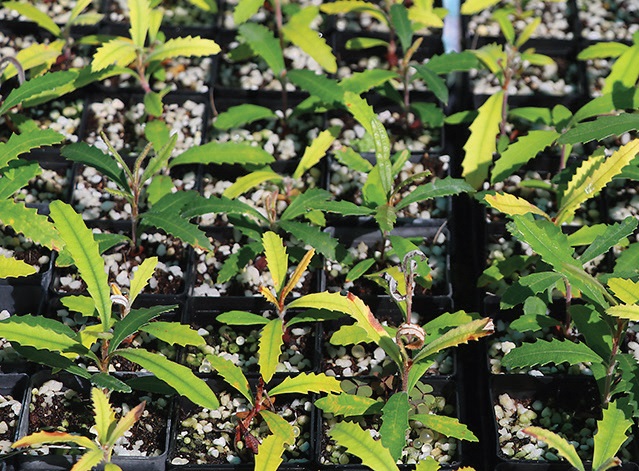 Banksia plagiocarpa seedlings