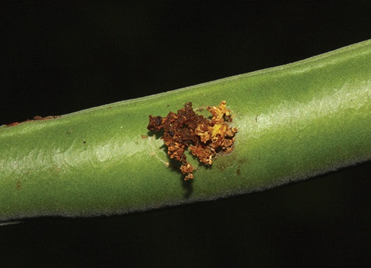 Borer hole Cassia seed pod
