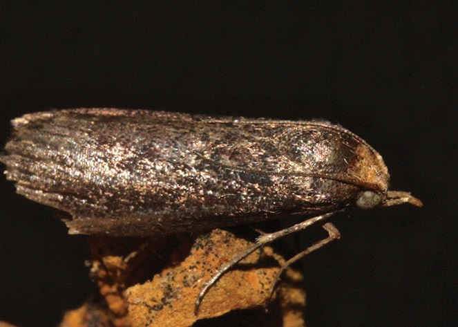 Cassia borer-moth