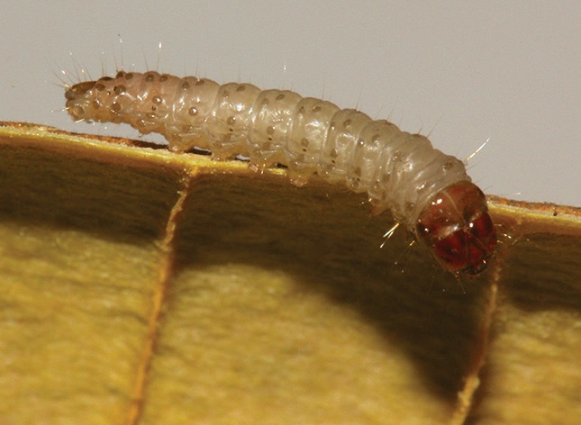 Cassia borer-moth larva
