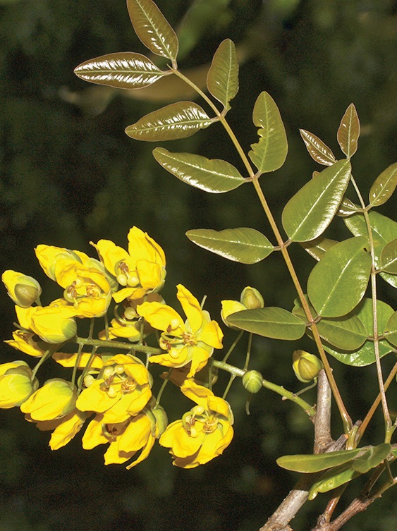 Cassia marksiana