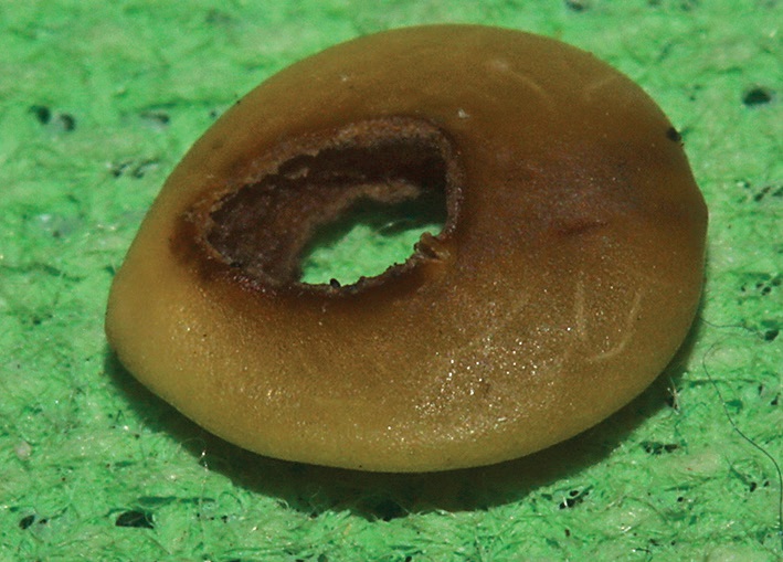 Cassia tomentella damaged seed