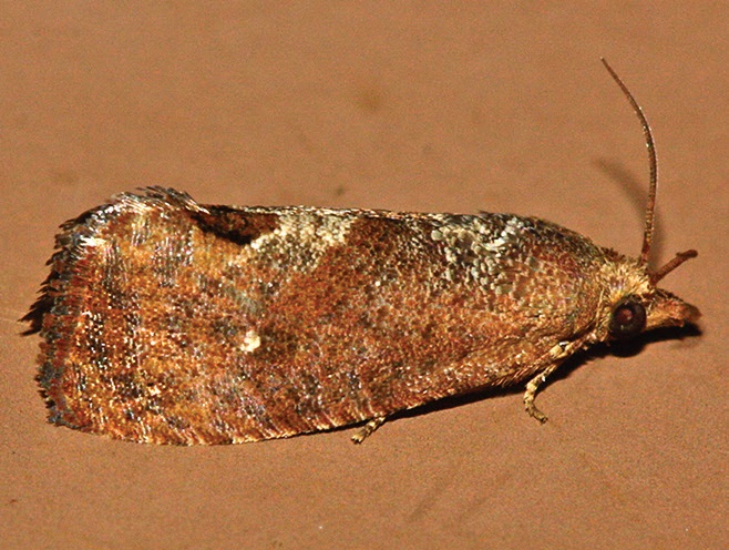 Cryptophlebia ombrodelta