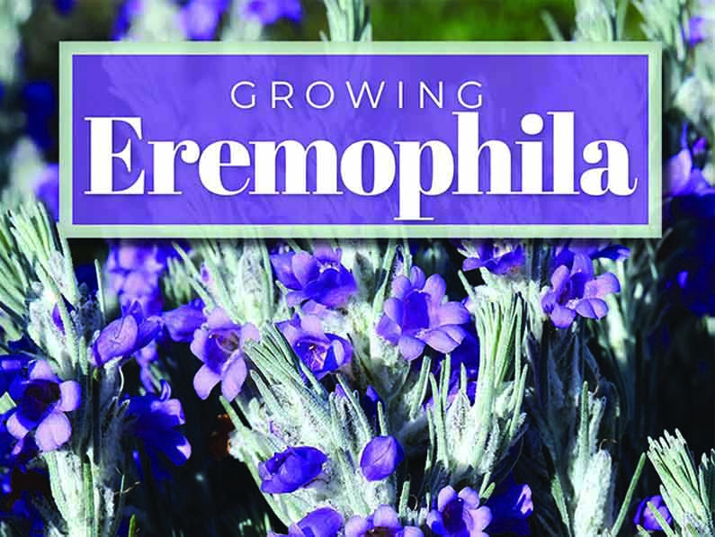 Book Review: Growing Eremophila