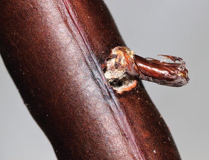 Macadamia nut-borer moth pupa case extruded from Cassia tomentella seed pod