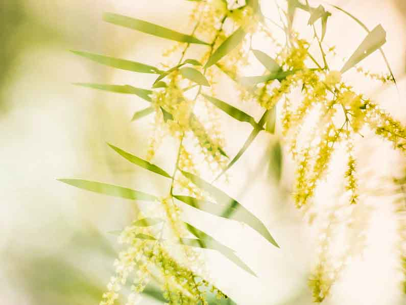 Ten New Acacia Species from Queensland
