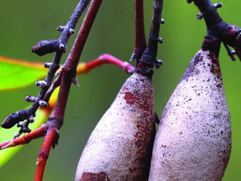 Xylomelum scottianum – Northern Woody Pear