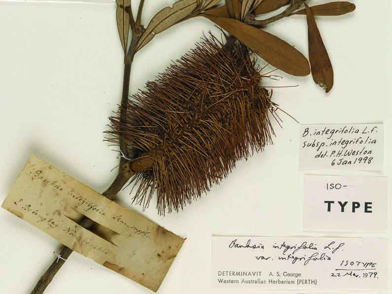 Celebration of 250 Years – First Australian Botanical Collection