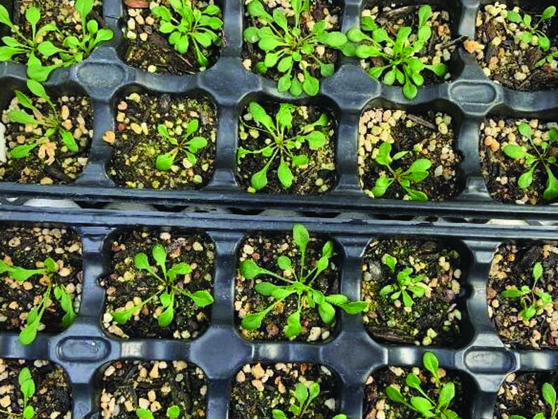 Seed Propagation Tips from an Amateur