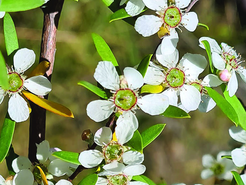 Leptospermum brevipes – Slender Tea Tree