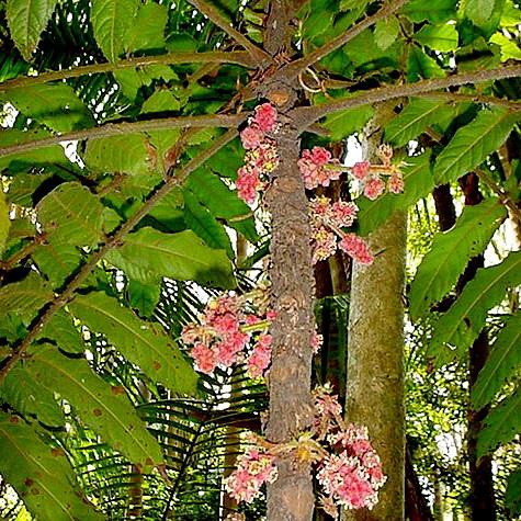 Davidson Plum Davidsonia pruriens Flowers<br />
